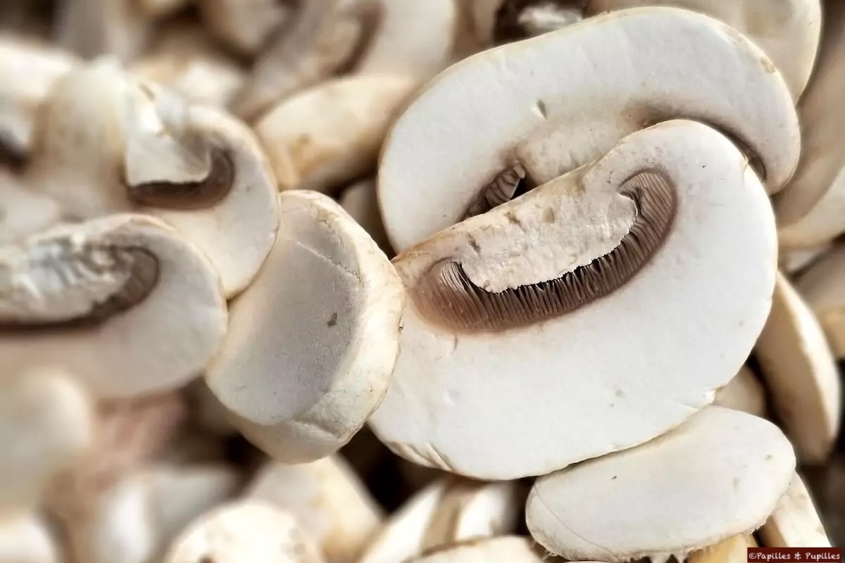 Lamelles de champignons de Paris