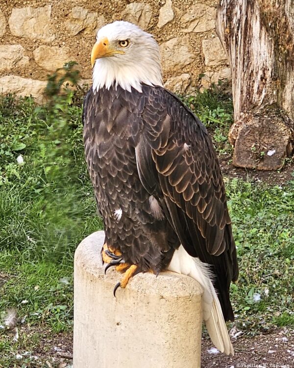 Pygargue à tête blanche