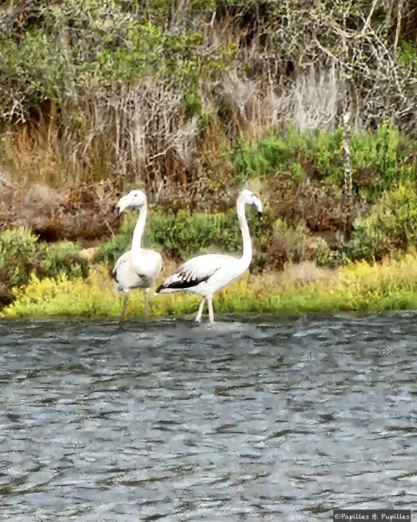 Flamants