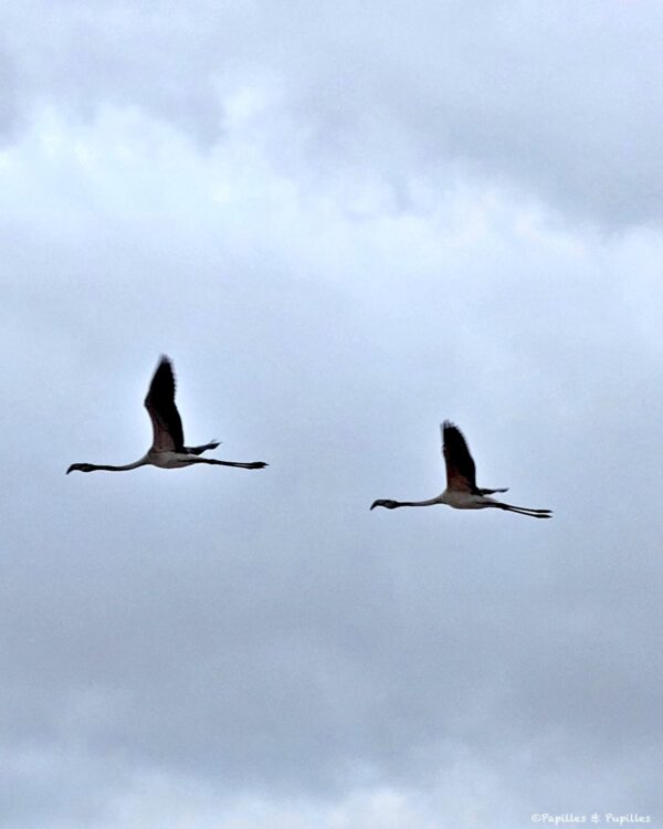 Flamants