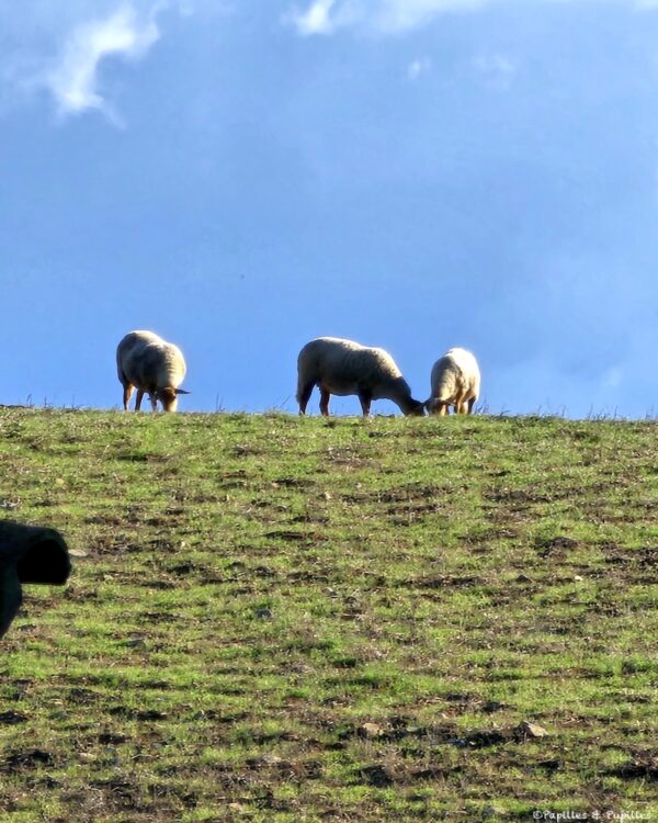 Moutons