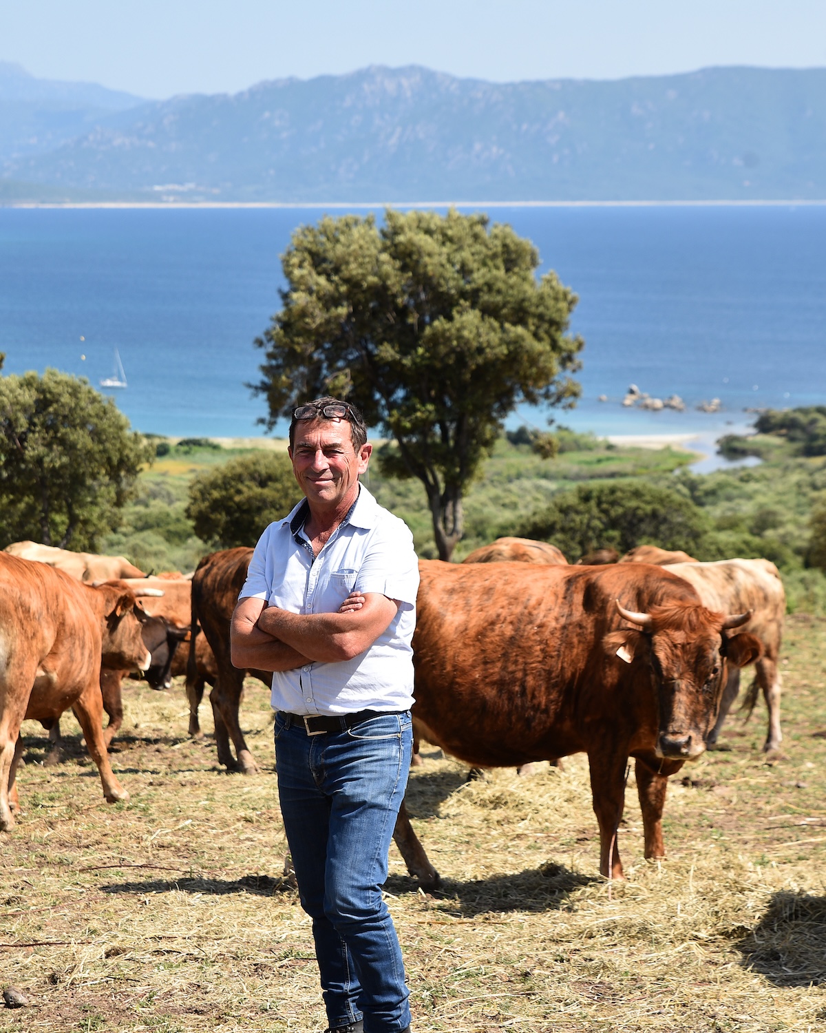 Jacques Abattucci en Corse au milieu des vaches tigres
