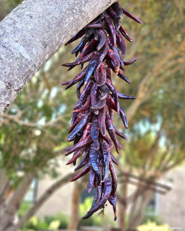 Piments qui sèchent