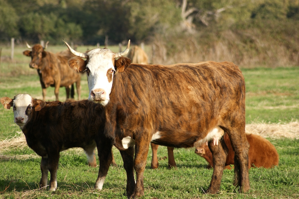 Vache tigre - Abattucci