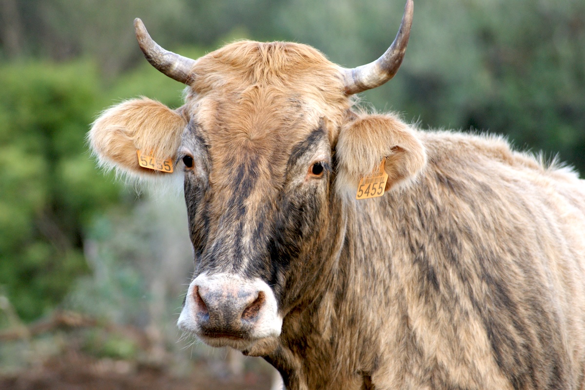 Vache tigre - Abattucci