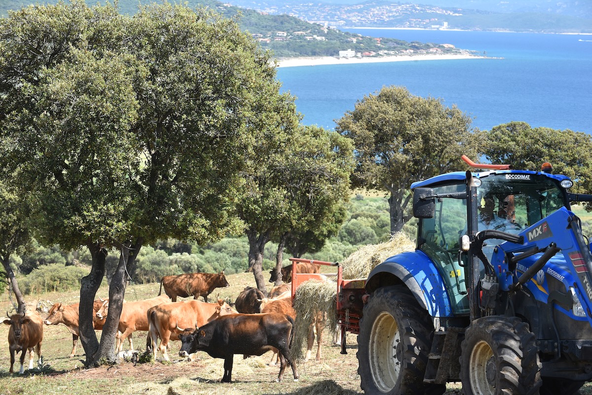 Vaches - Abattucci sur les terres de Jacques Abattucci en Corse. Vue sur mer