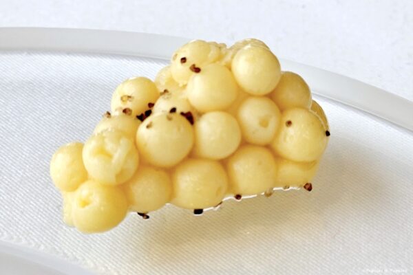 Beurre au verjus en forme de grappe de raisin, signature du service au restaurant Lalique