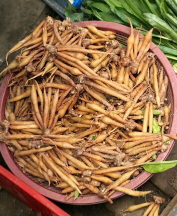 Finger root