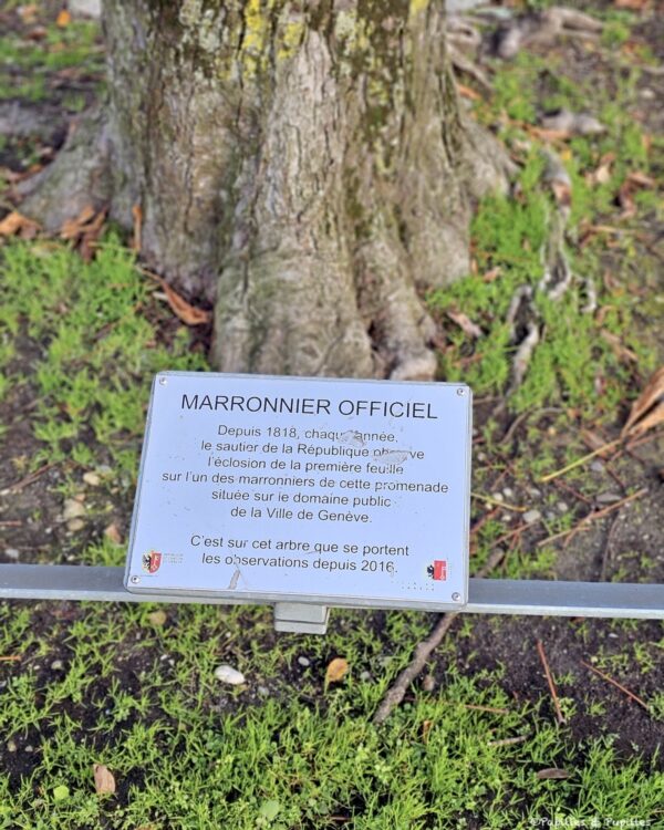Marronnier officiel, promenade de la Treille