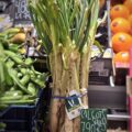 Botte de calçots frais - Mercat del Ninot, Barcelone
