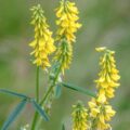 Melilot, petites fleurs jaunes