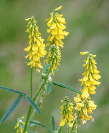 Melilot, petites fleurs jaunes