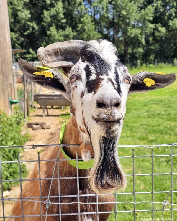 Bouc