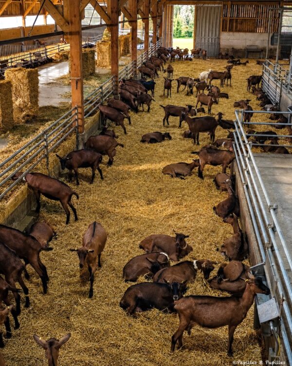 Interior of a barn filled with brown goats resting and standing on straw, with wooden beams and metal rails along the pens in the background.