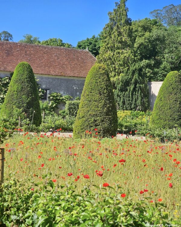 Prairie de coquelicots dans les jardins de Chenonceau