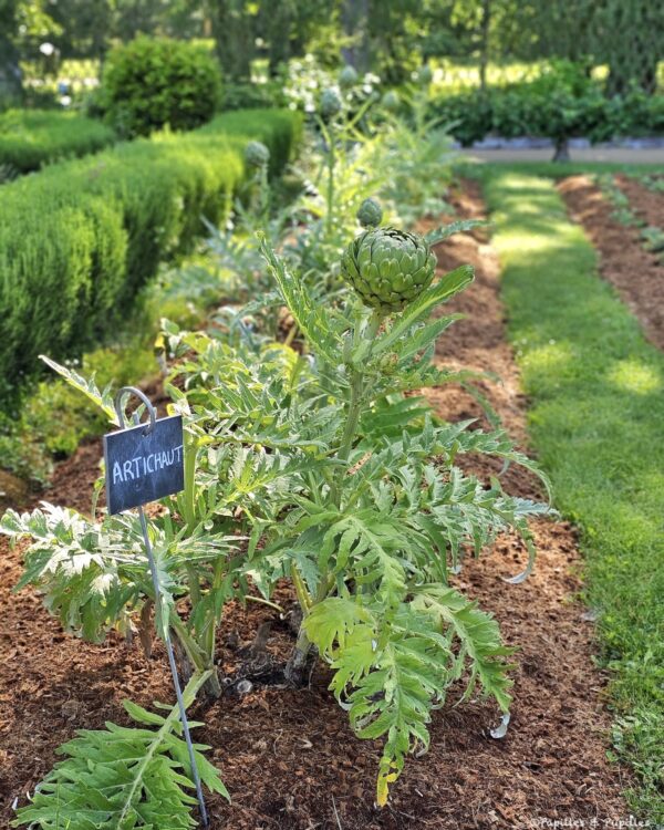 Artichauts dans le potager du château de Chenonceau