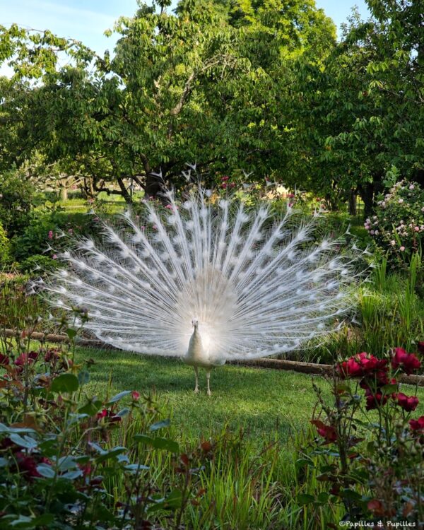 Le paon du jardin