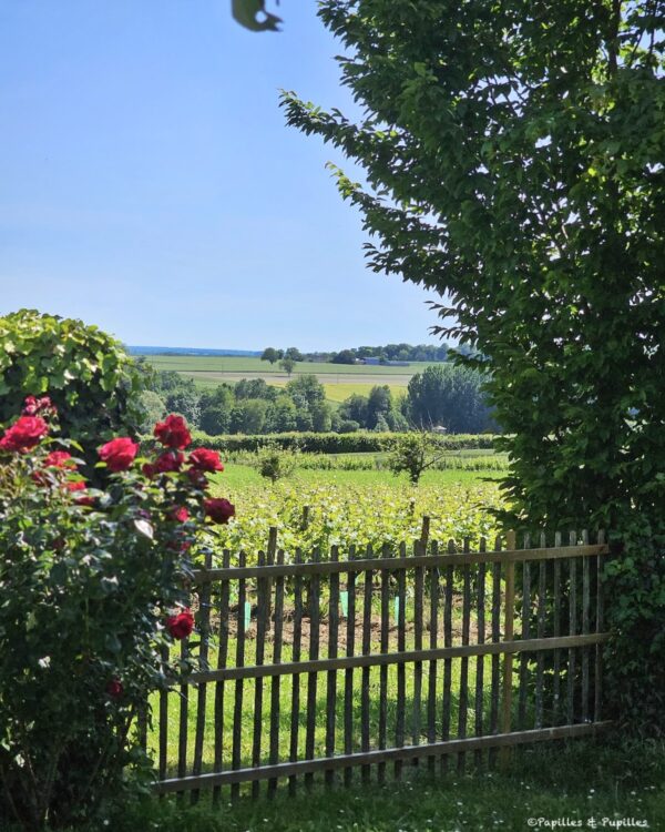 Vue sur les vignes et la campagne tourangelle depuis La Devinière, près de Chinon