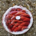 Tarte vigneronne