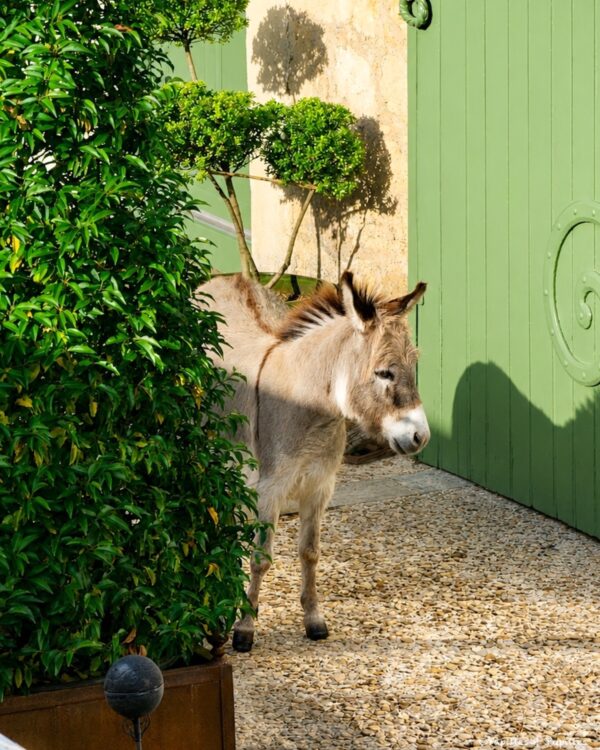 Âne du Domaine de Sens Bas devant un portail vert à Molières en Dordogne