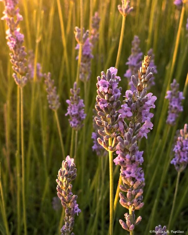 Gros plan de fleur de lavande Montcuq
