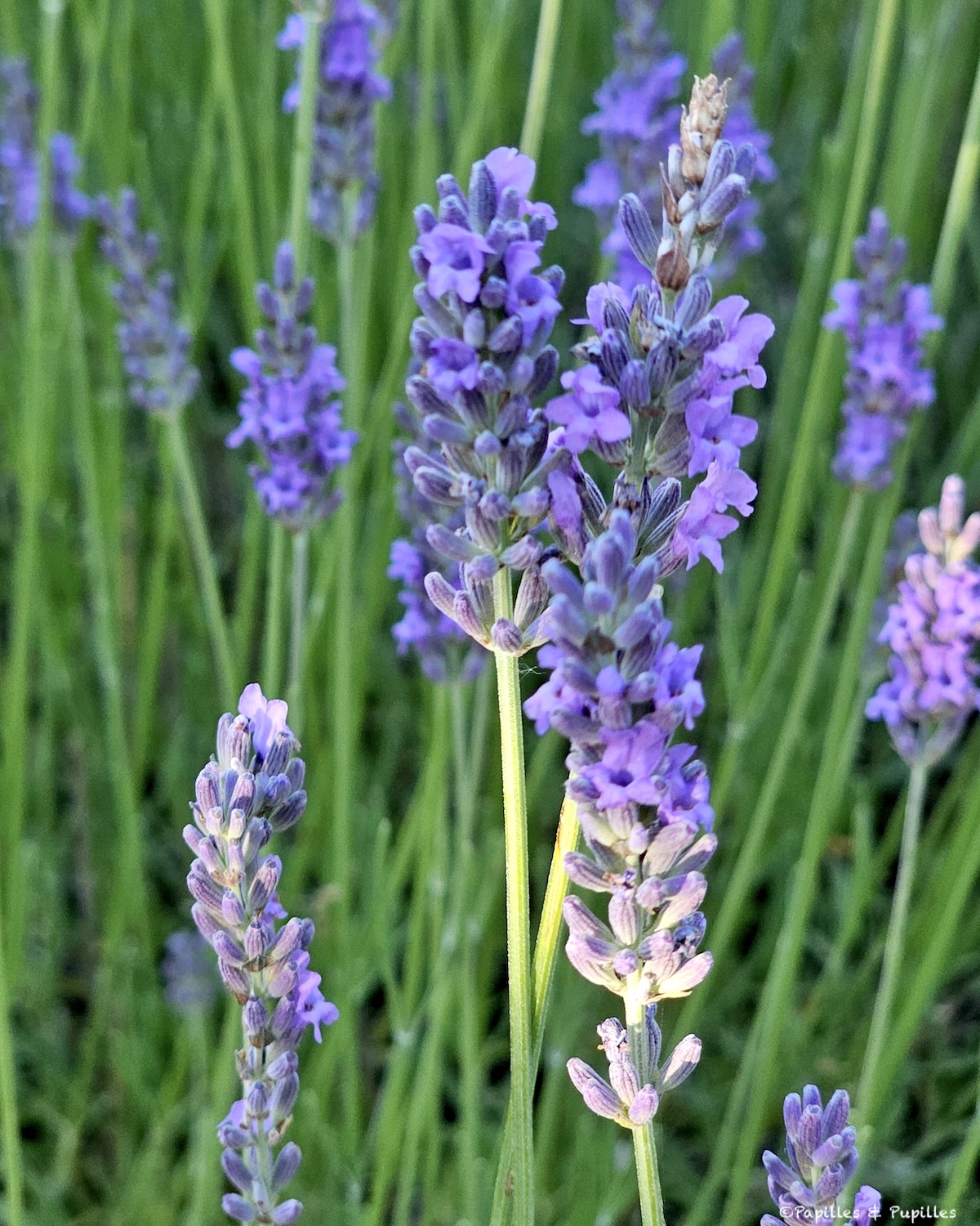 Fleurs de lavande du Mas de l’Essentiel dans le Lot
