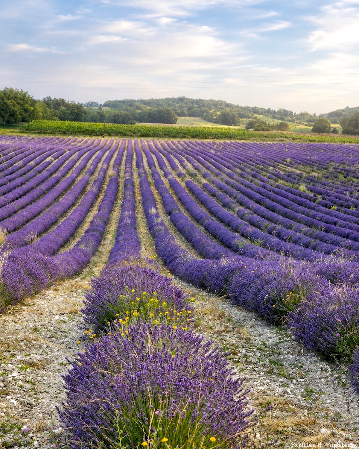 Champ de lavande du Mas de l’Essentiel dans le Quercy avec rangs violets et vignes en arrière-plan