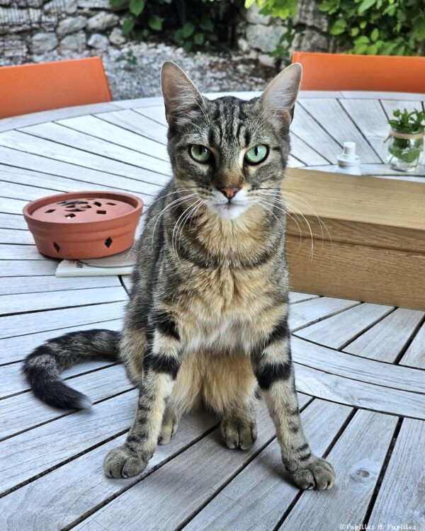 Chat tigré installé sur la terrasse du gîte Les Fontanelles du Quercy Blanc