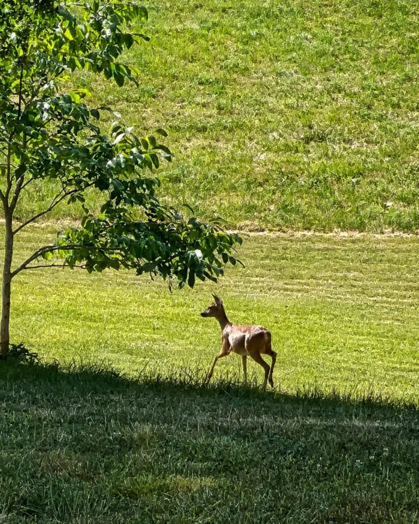 Jeune chevreuil aperçu dans la prairie du Domaine de Sens Bas en Dordogne