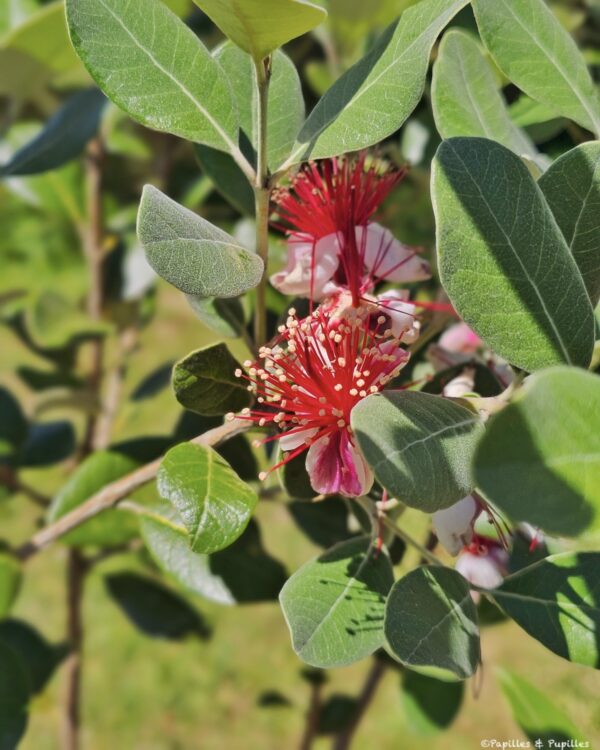 Fleurs de feijoa
