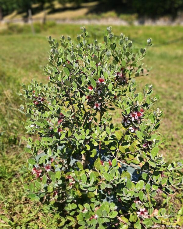 Goyavier du brésil (feijoa)