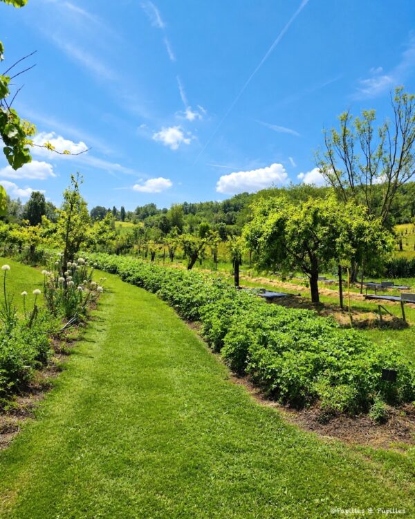 Jardin et cultures du Domaine de Saint-Géry avec arbres, potager et ciel bleu