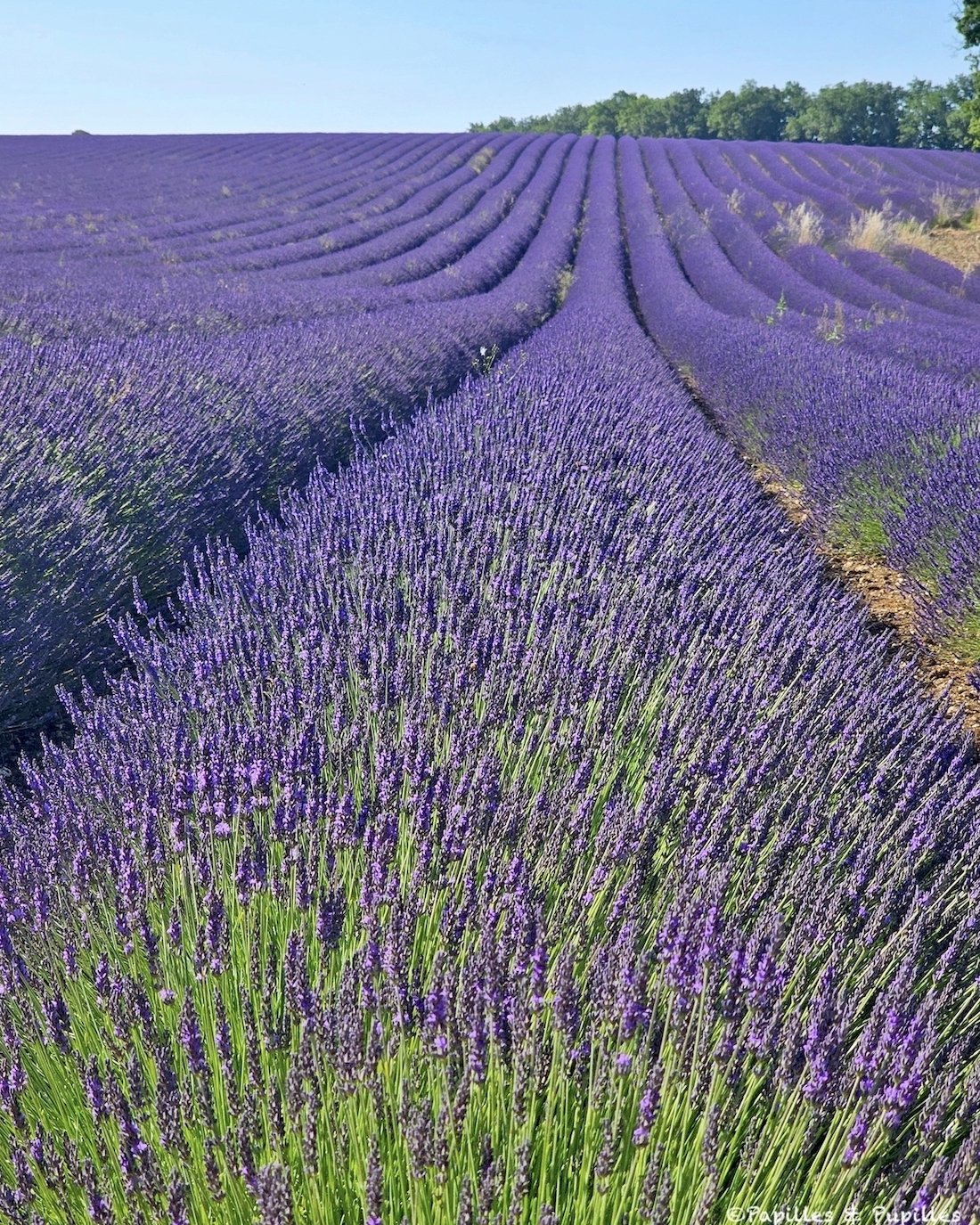 Lavande du Quercy