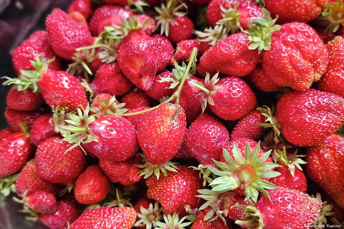 Les meilleures fraises du monde
