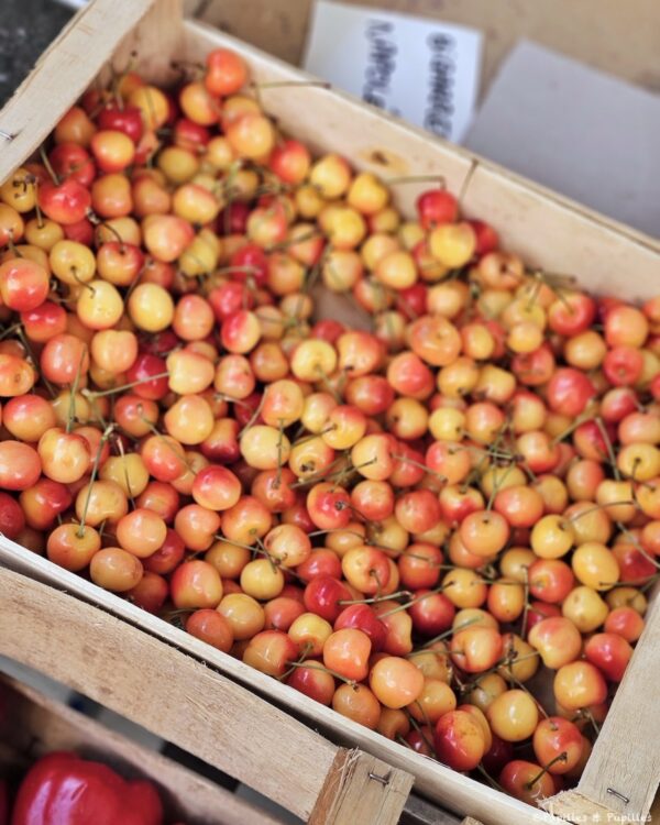 Cerises cœur de pigeon