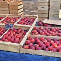 Nectarines