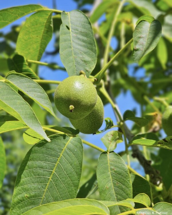 Noix sur l'arbre