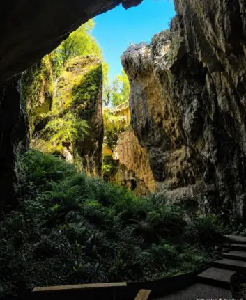 Phosphatières du Cloup d’Aural à Bach, gouffre calcaire avec fougères et ouverture vers le ciel