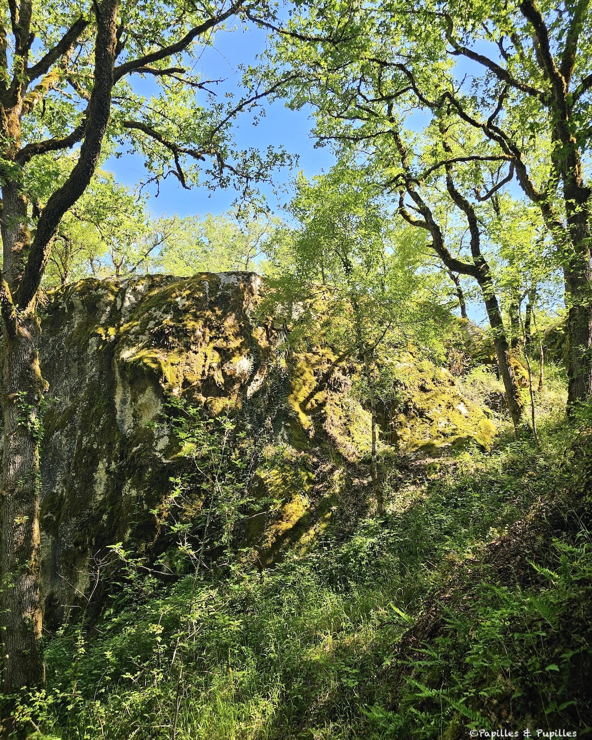 Paysage boisé autour des Phosphatières du Cloup d’Aural, rochers couverts de mousse sur le causse