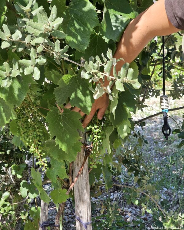 Close-up of a grapevine with green unripe grapes and large lobed leaves being pruned by a person’s hand in the foliage.