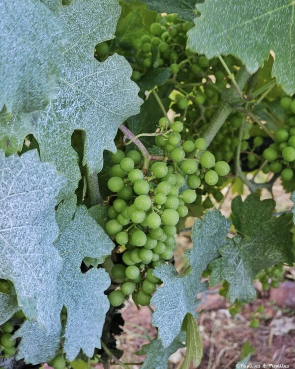 Grappes de raisins verts dans les vignes du Domaine de la Tuque
