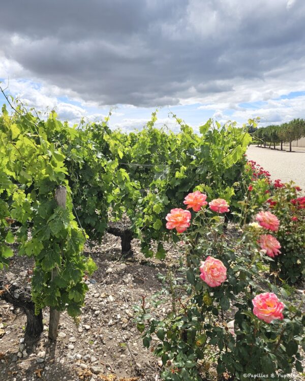 Rosier et vigne