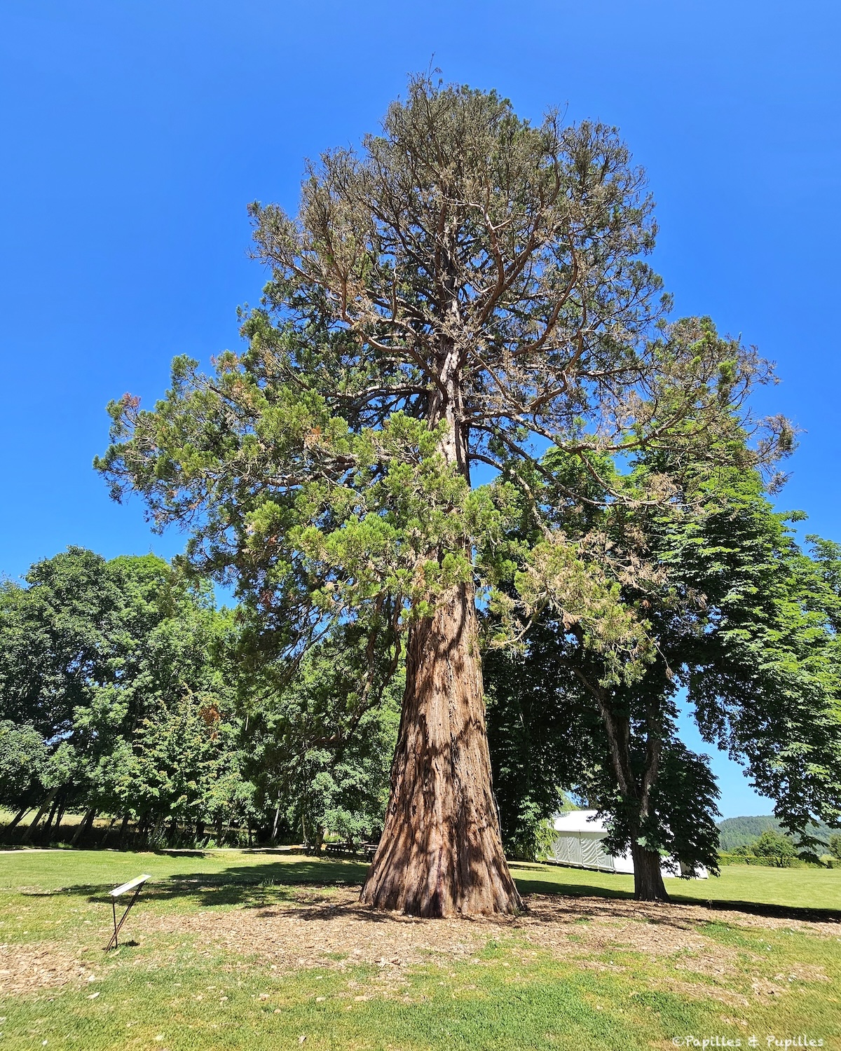 Séquoia géant dans le parc du château de Campagne en Dordogne
