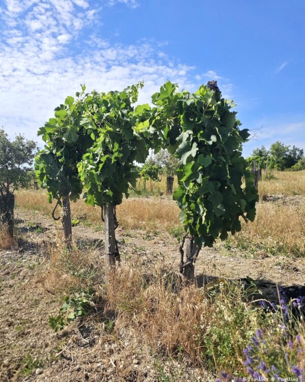 Vigne conduite en hauteur dans la parcelle du Domaine de Saint-Géry