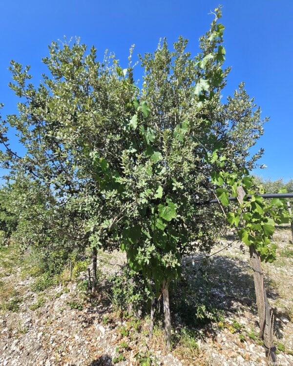 Vigne grimpant dans un arbre au Domaine de Saint-Géry sous un ciel bleu