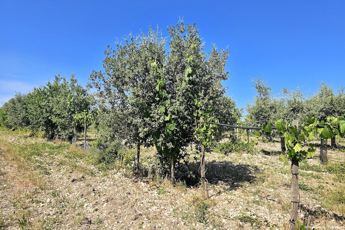 Parcelle de vignes et d’arbres en complantation au Domaine de Saint-Géry