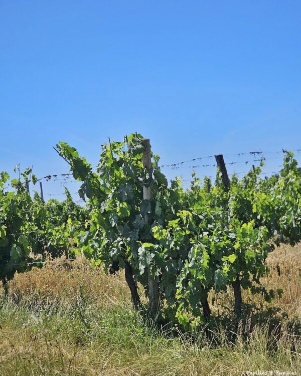 Rang de vigne au Domaine de la Tuque sous un grand ciel bleu