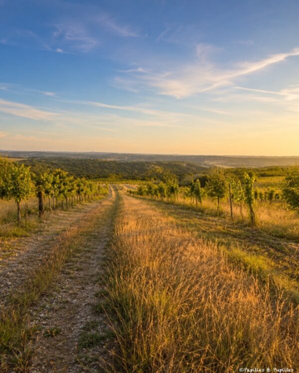 Rang de vignes au coucher du soleil dans le paysage du Quercy