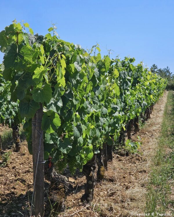Vignes Mal del Périé