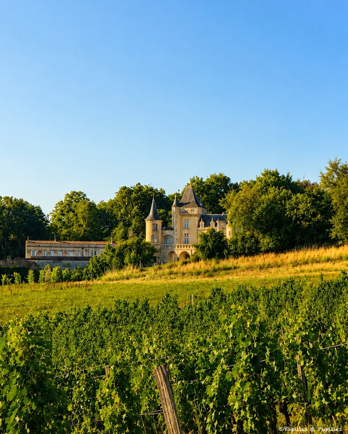 Château de La Rivière à Fronsac vu depuis les vignes au soleil couchant